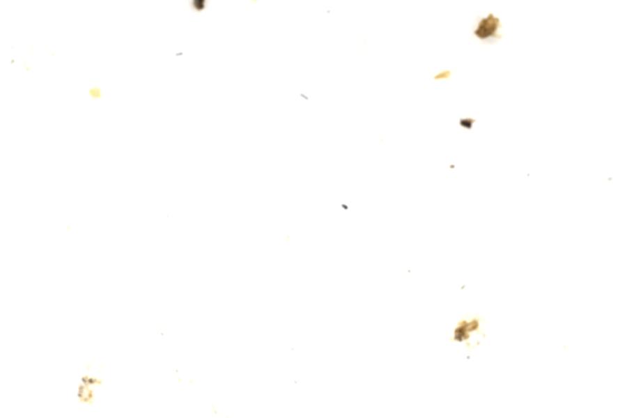 Image 66